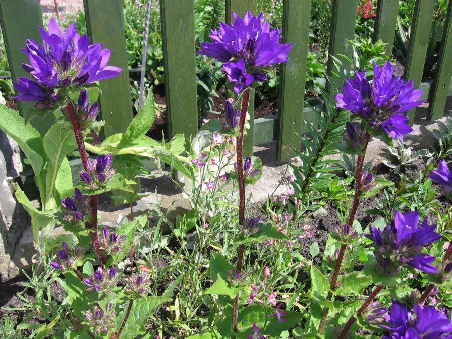 Гроздовидна камбанка - Campanula glomerata