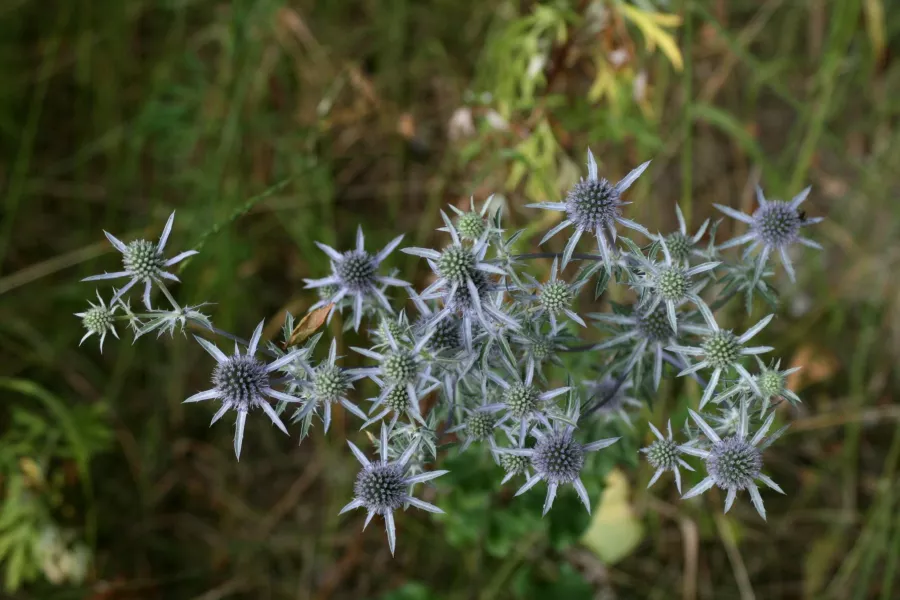 Eryngium Planum