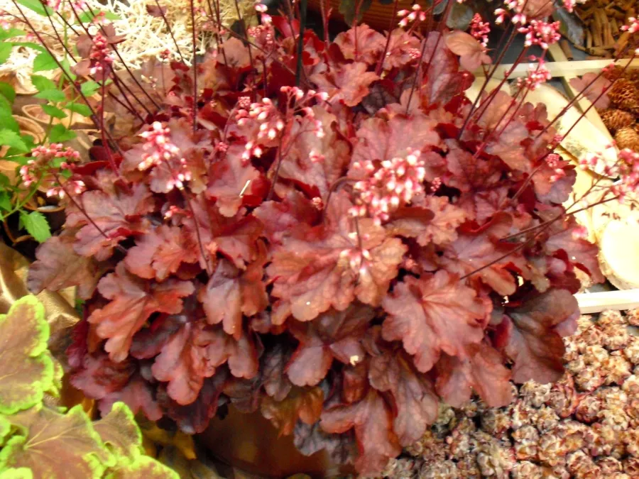 Heuchera 'Fire Chief'