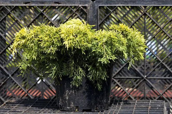 Хвойна на Пфицер „Златна звезда“ - Juniperus pfitzeriana „Златна звезда“