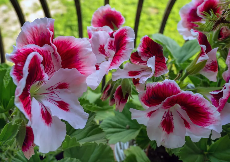 English Pelargonium (гераниум с големи цветя) - отглеждане, грижи, болести и вредители