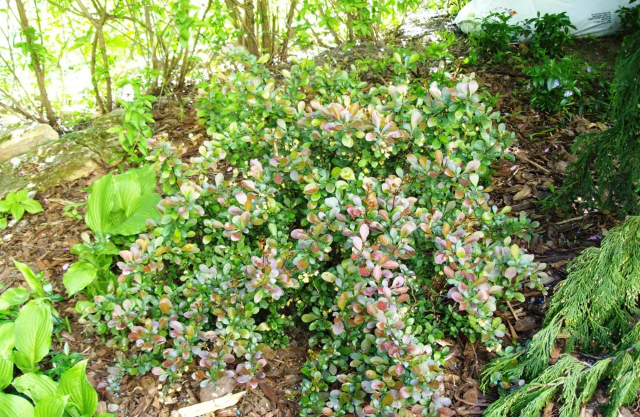 Berberis thunbergii 'Red Carpet'