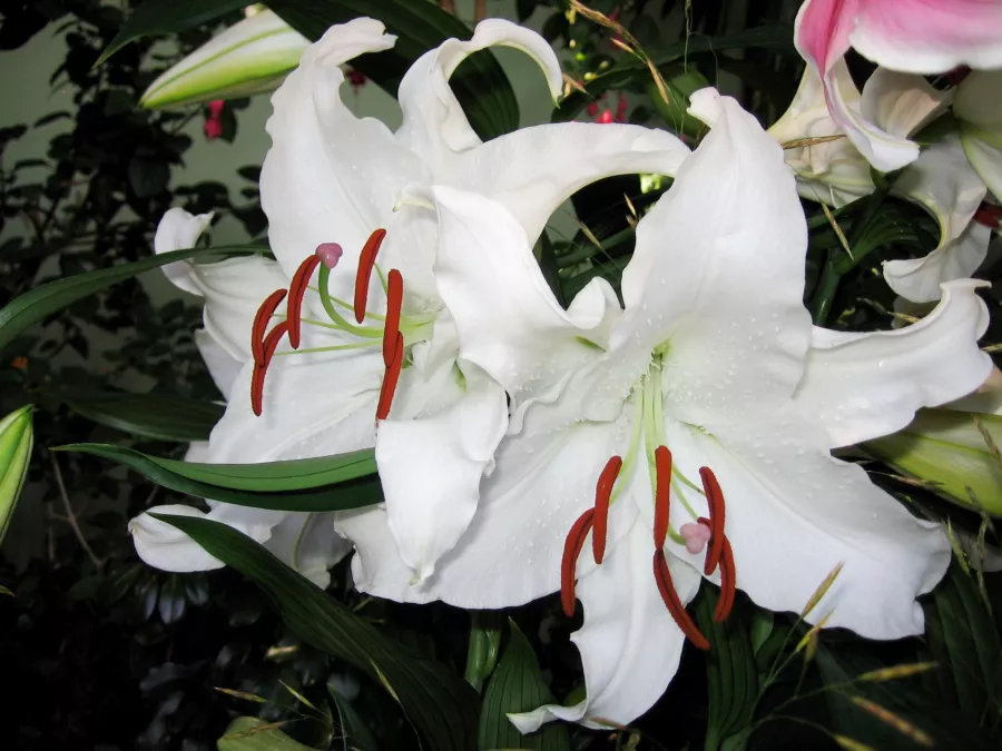 Lilia 'Casablanca' - Lilium 'Casablanca'