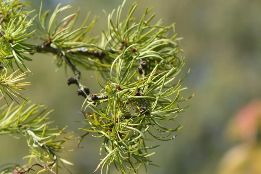 Японска лиственица 'Diana' - Larix kaempferi 'Diana'