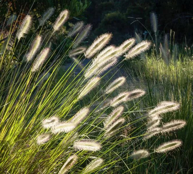 Японски смърч - Pennisetum alopecuroides