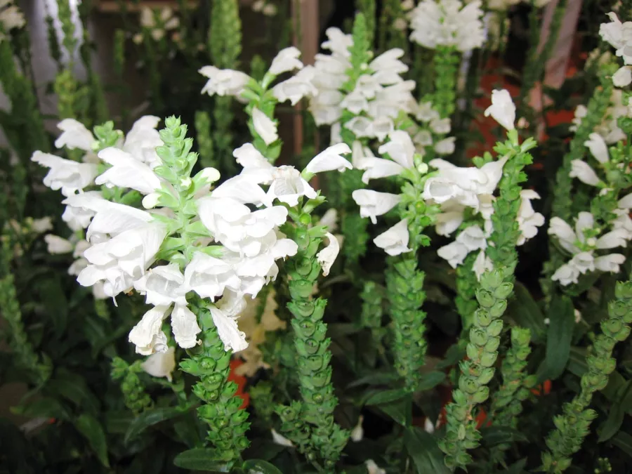 Physostegia virginiana 'Cristal Peak White'