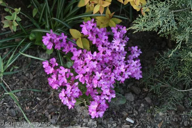 Гребенеста гъска - Arabis blepharophylla