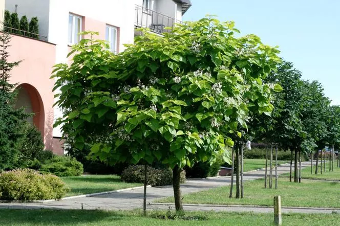 Catalpa bignonioides=Каталпа - Catalpa bignonioides