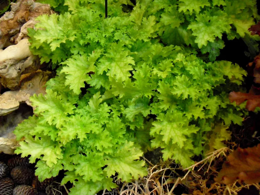 Heuchera 'Pear Crisp'