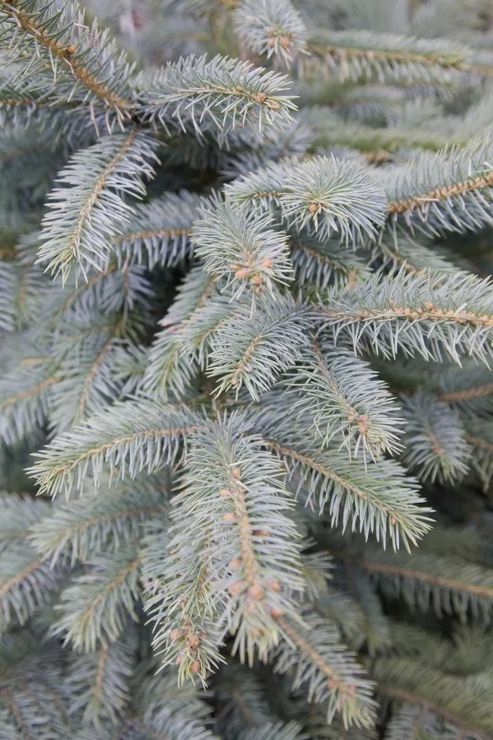 Син смърч 'Glauca' - Picea pungens 'Glauca'