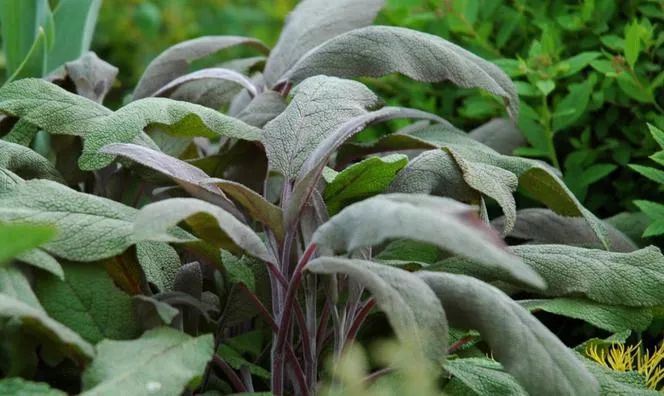 Sage officinalis 'Purpurascens'=лилав градински чай - Salvia officinalis 'Purpurascens'