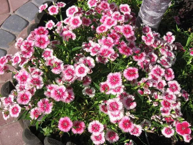 Китайски карамфил=императорски - Dianthus chinensis