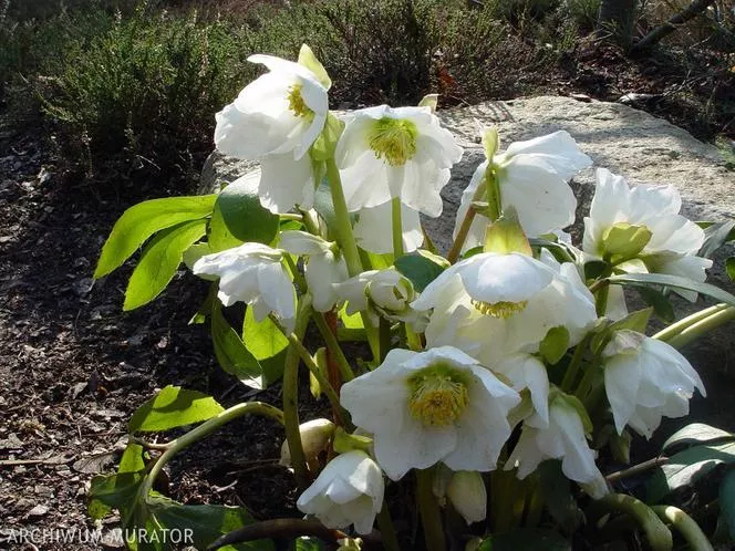 Бяла чемерика - Helleborus niger