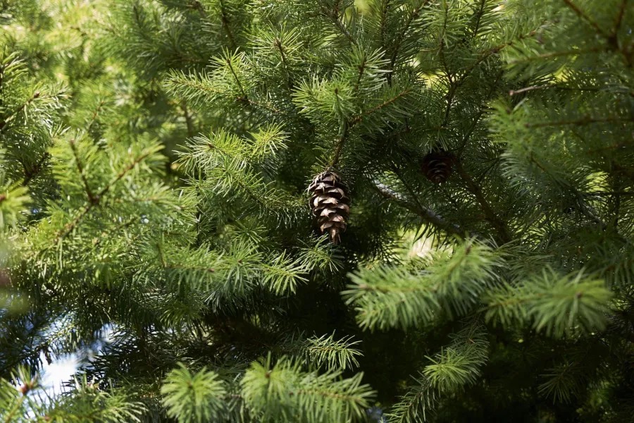 Дугласова ела=Pseudotsuga menziesii=Pseudotsuga douglasii