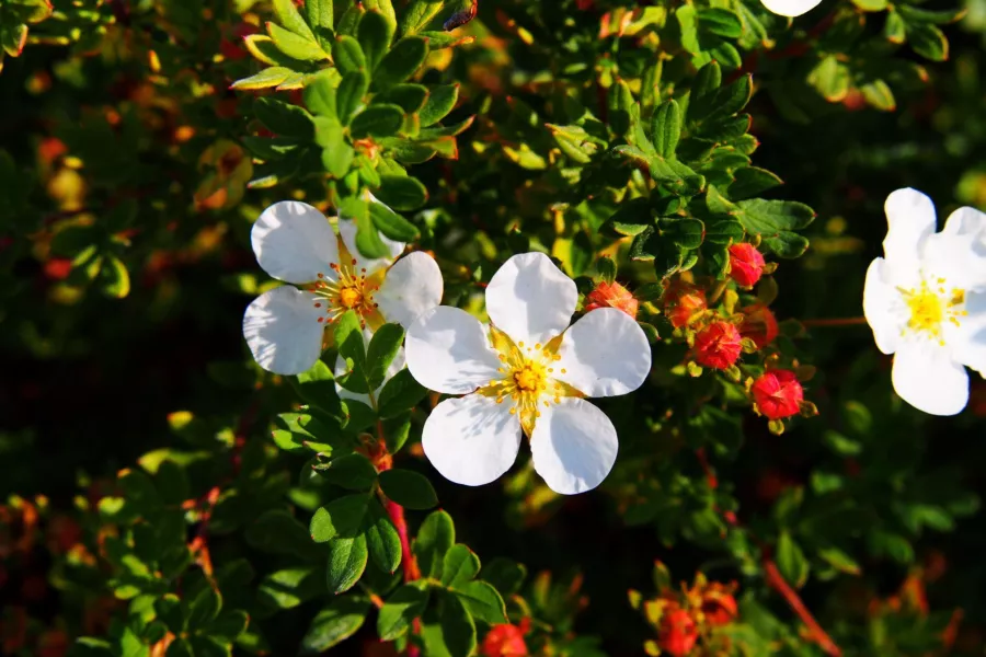 Буш Potentilla 'Abbotswood' - Potentilla fruticosa 'Abbotswood'