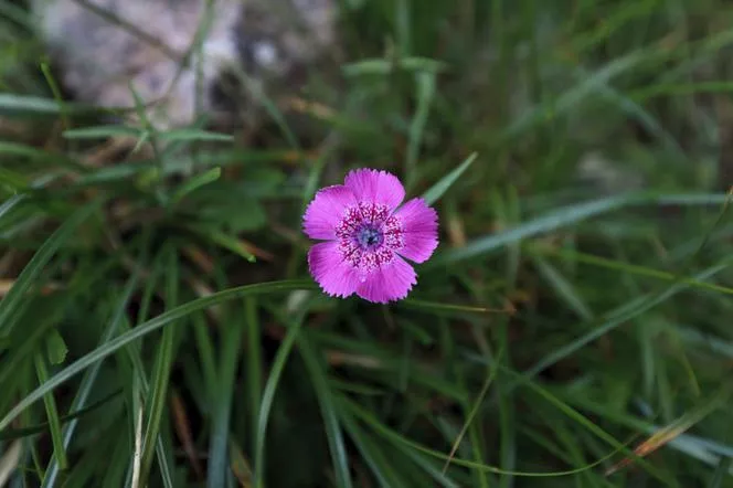 Трансилвански карамфил - Dianthus callizonus