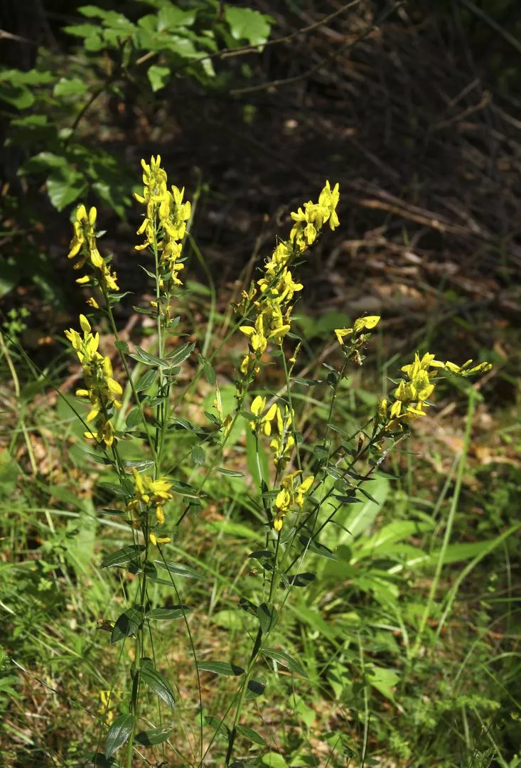 Жълт бонбон - Melilotus officinalis