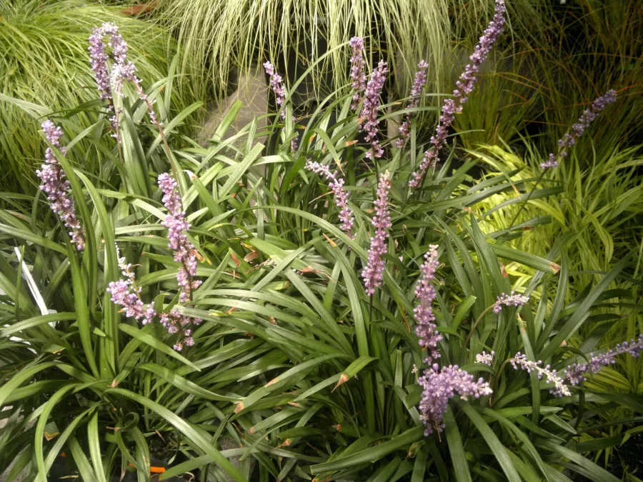 Liriope сапфир - Liriope muscari