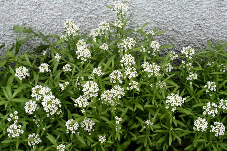 Alyssum maritima - Lobularia maritima=Alyssum maritinum