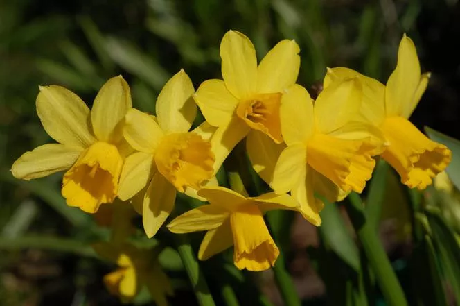 Narcis 'Tête à Tête' - Narcis 'Tête à Tête'