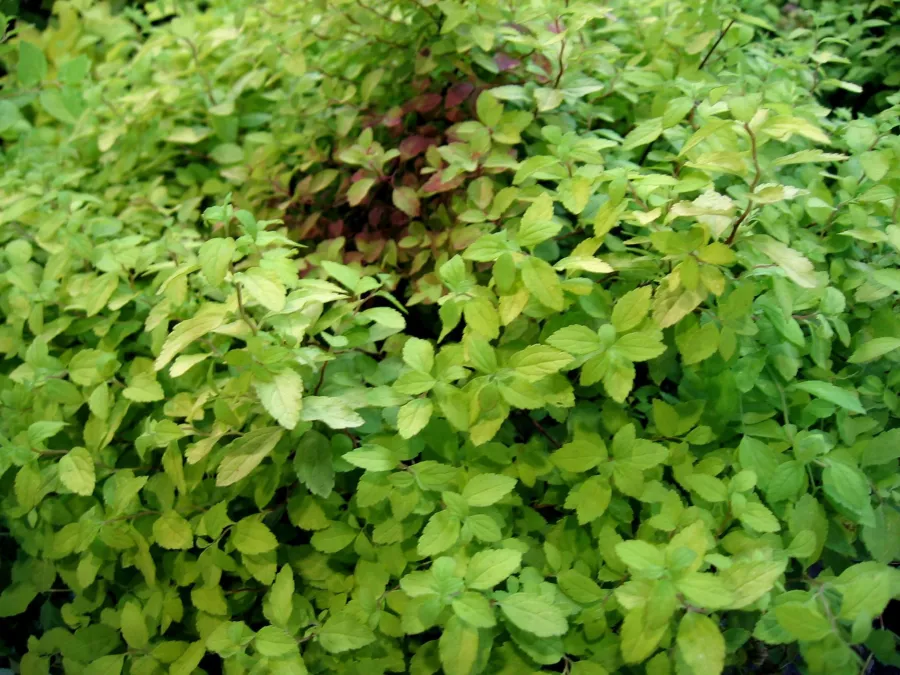 Spiraea japonica 'Golden Carpet'PBR=Spiraea x bumalda 'Golden Carpet'PBR