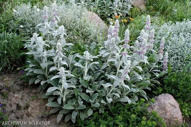 Vlněný očistec - Stachys byzantina=Stachys lanata=Stachys olympica