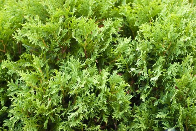 Thuja occidentalis