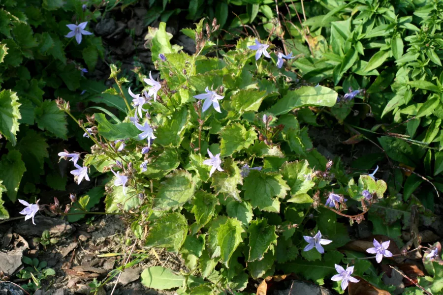 Адриатическа камбанка - Campanula fenestrellata