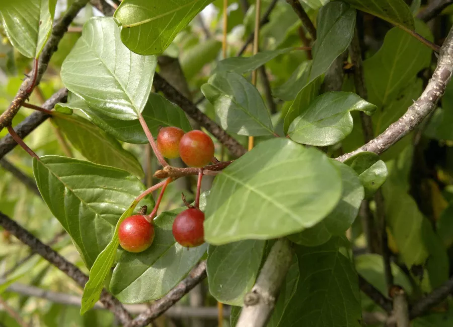 Обикновен зърнастец - Rhamnus frangula=Frangula alnus