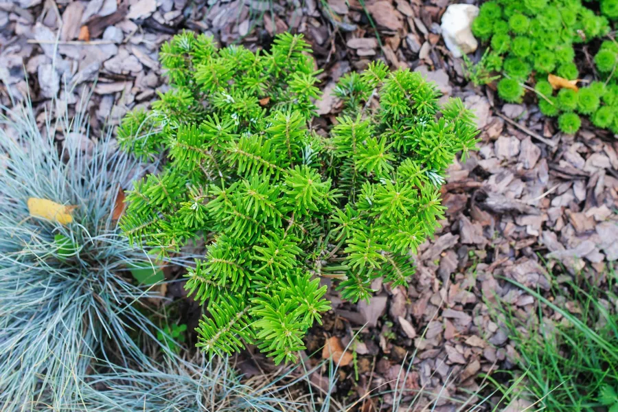 Корейска ела 'Tundra' - Abies koreana 'Tundra'