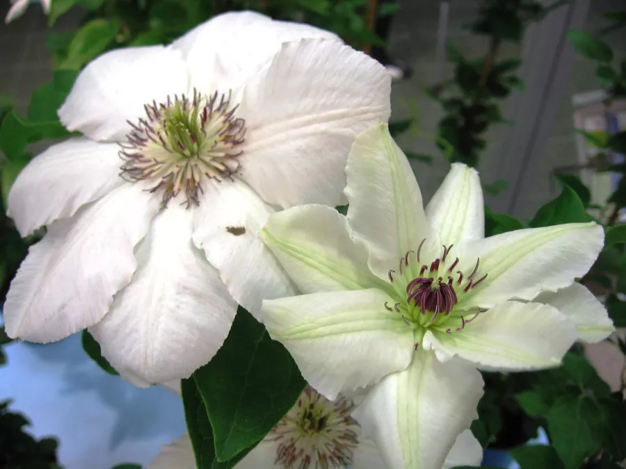 Clematis 'Queen Jadwiga' - Clematis 'Queen Jadwiga'