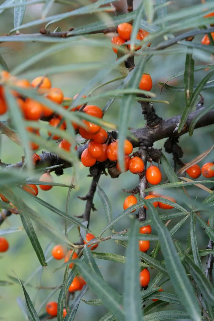 Морски зърнастец - Hippophae rhamnoides