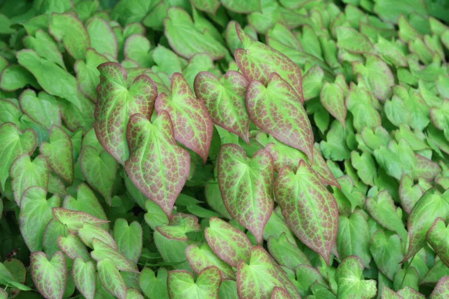 Epimedium red - Epimedium x rubrum