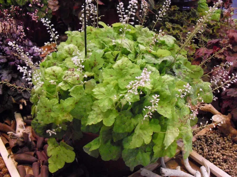 Heucherella 'Yellowstone Falls'=Heucherella 'Yellowstone Falls'