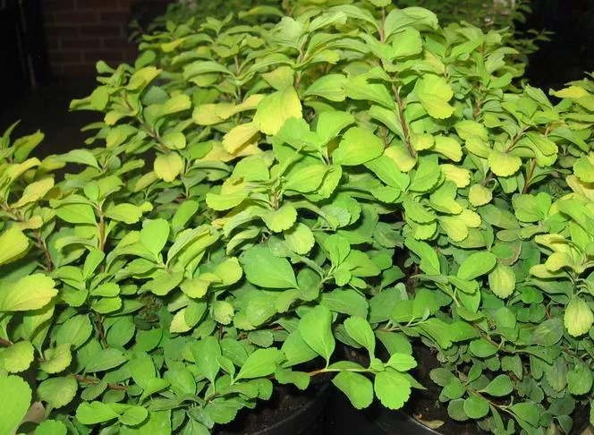 Spiraea betulifolia 'Tor Gold' PBR