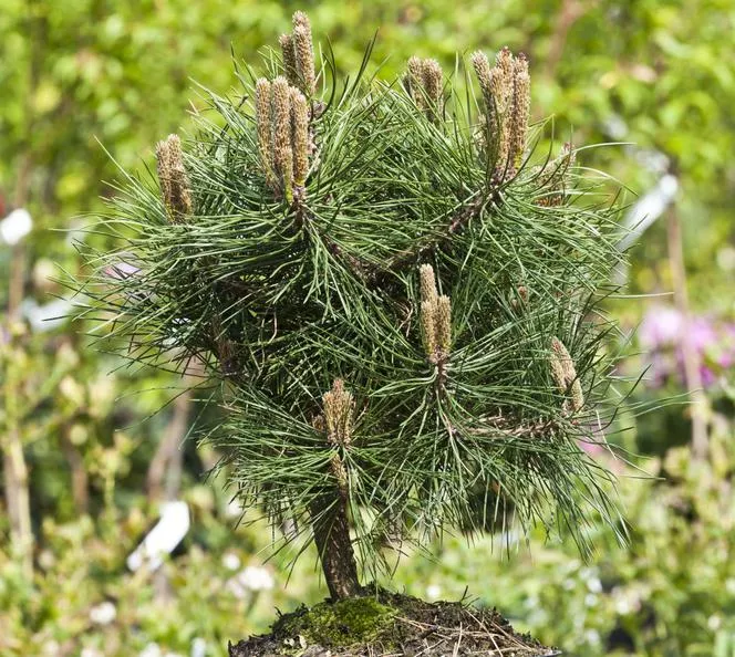 Черен бор 'Green Bullet' - Pinus nigra 'Green Bullet'