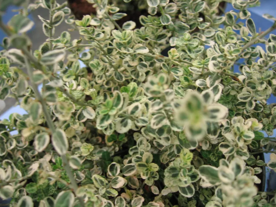 Fortune's Spindle 'Hein's Silver' SILVER CARPET® - Euonymus fortunei 'Hein's Silver' SILVER CARPET®