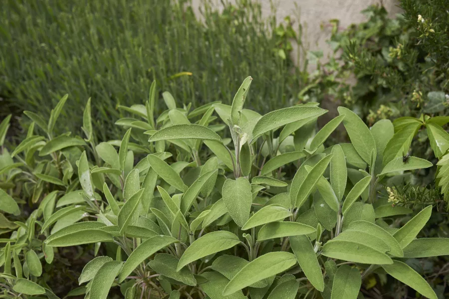 Sage officinalis - Salvia officinalis