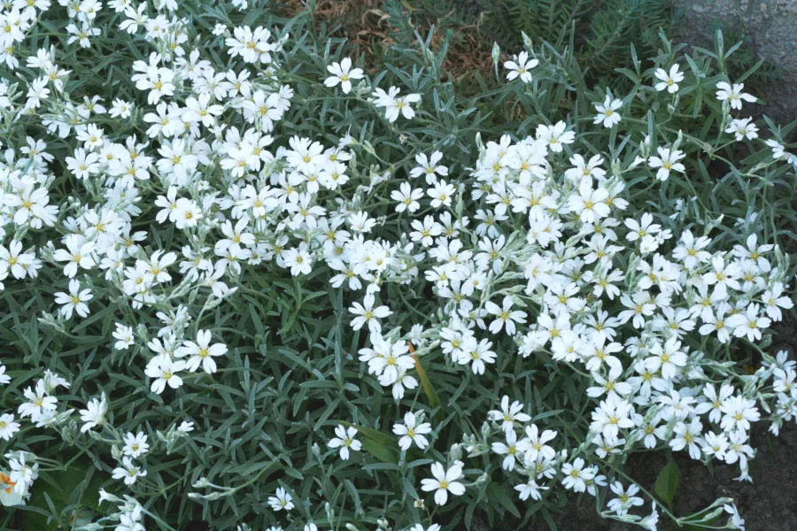 Cerastium tomentosum