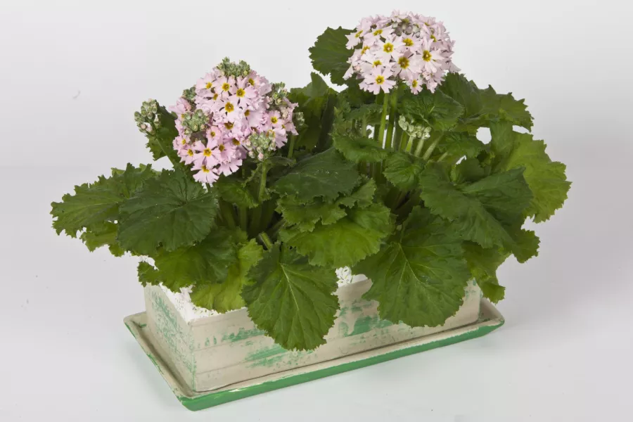 Иглика на охлюв=P. soft - Primula malacoides