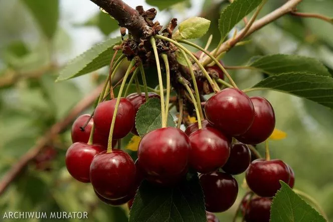 Череша 'Łutówka' - Prunus cerasus 'Łutówka'