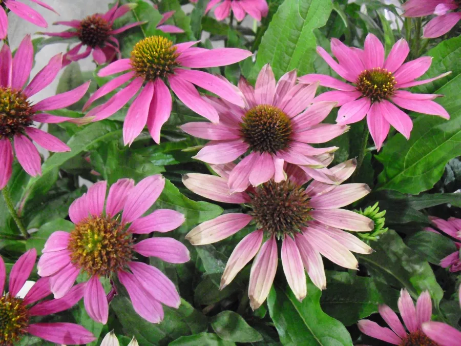 Ekinezya purpurea 'Pow Wow Wild Berry'