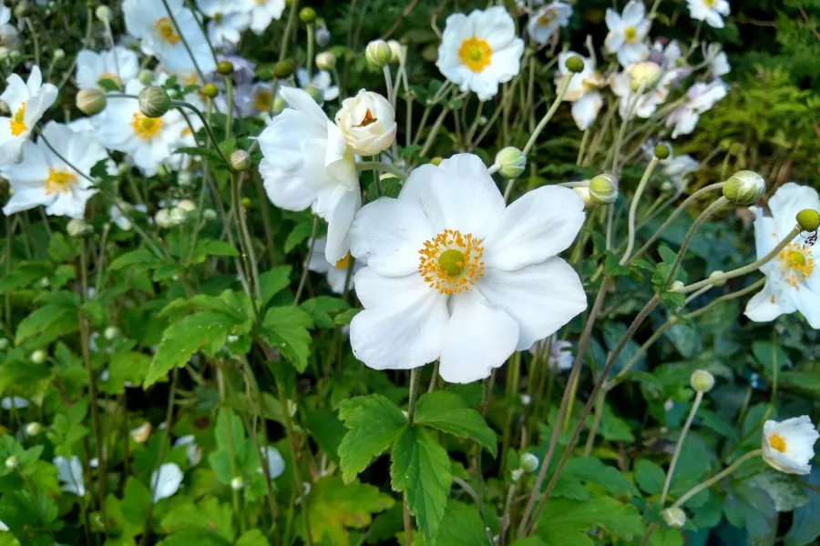 Хибридна анемона - Anemone x hybrida