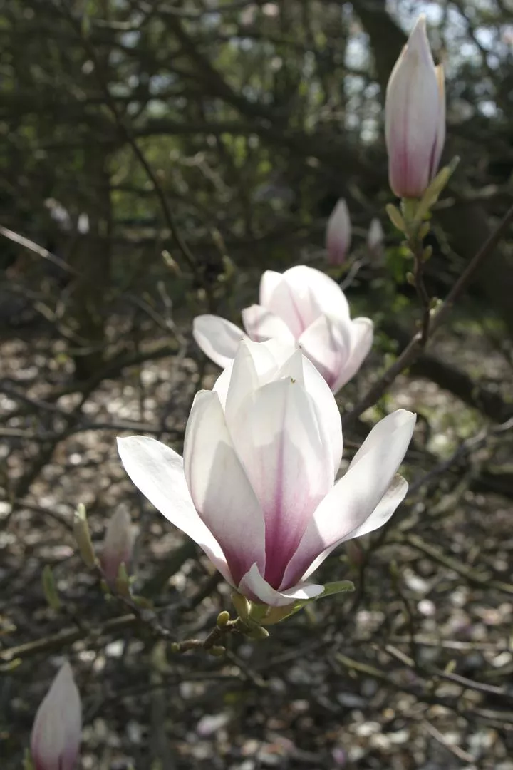 Magnolia Soulange'a - Magnolia soulangiana