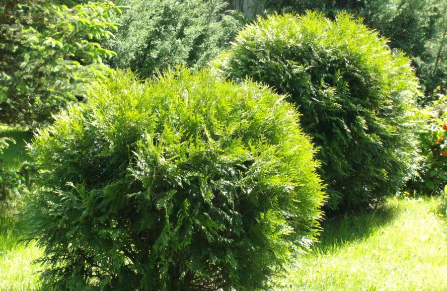 Thuja occidentalis 'Hoseri'