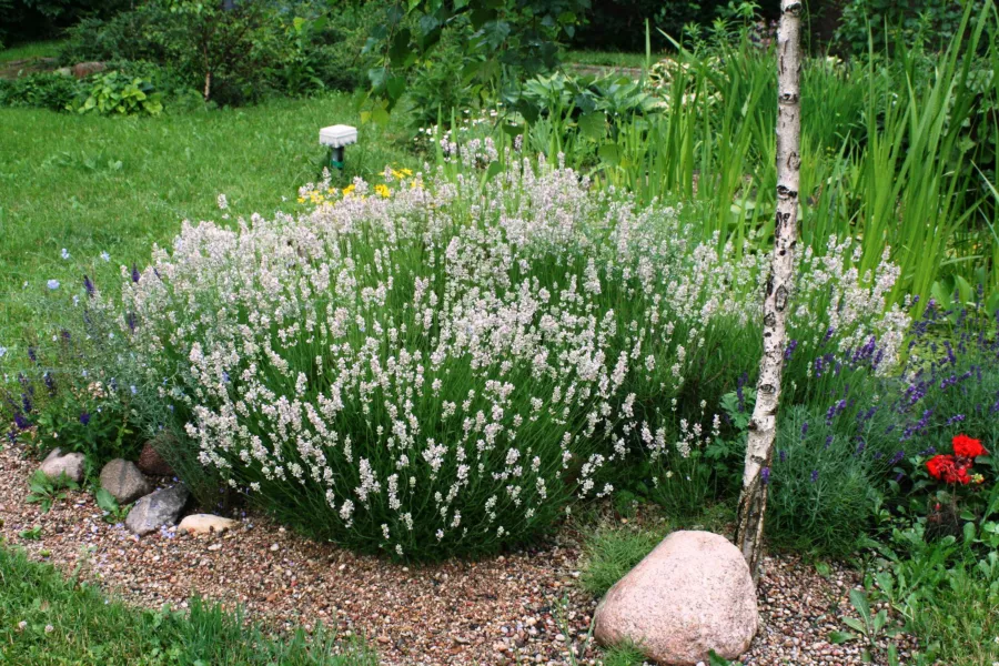 Теснолистна лавандула 'Alba'=Lavandula angustifolia 'Alba'