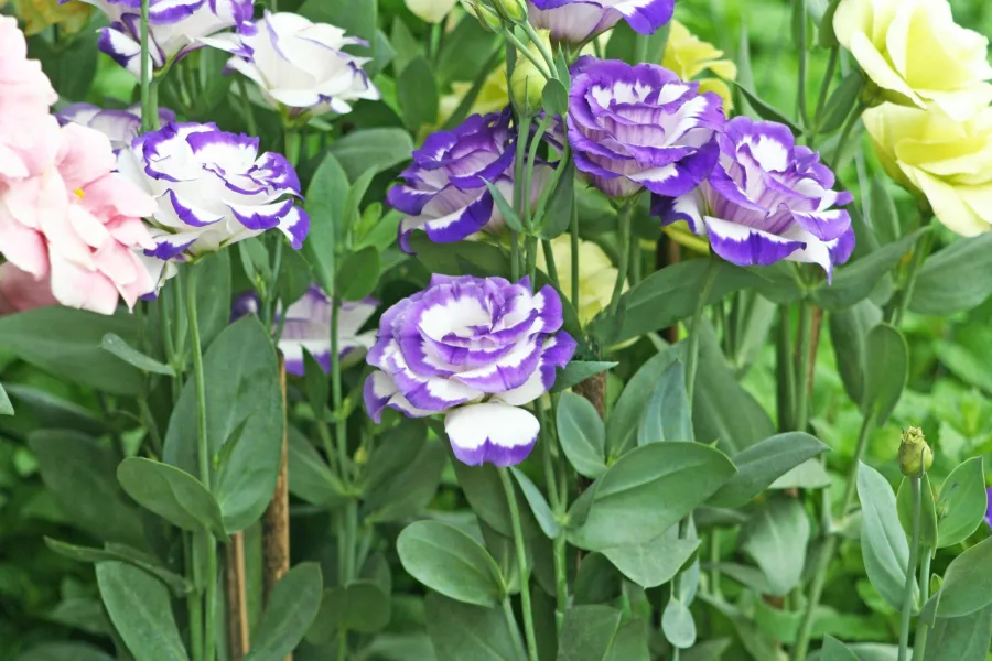 Eustoma grandiflorum - Eustoma grandiflorum