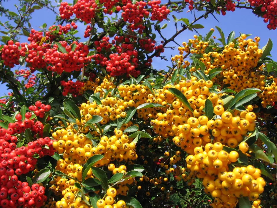 Алена светулка - Pyracantha coccinea