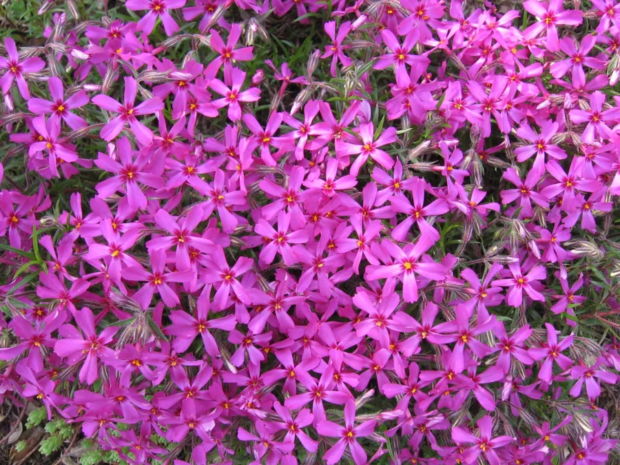 Phlox subulata=флокс субулата