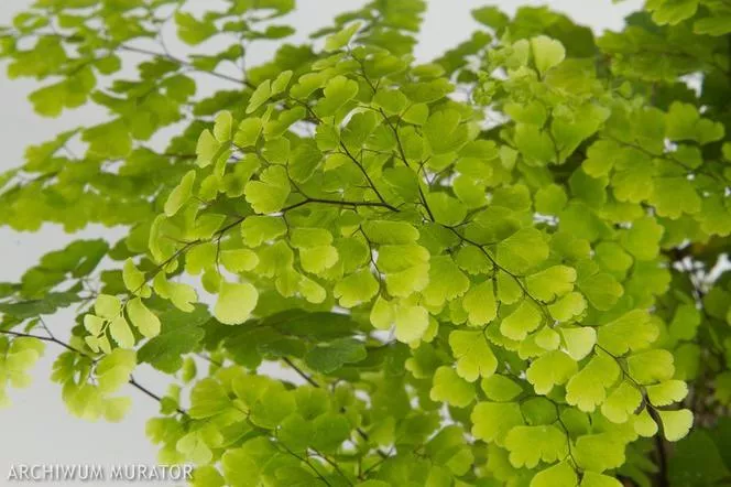 Адиантум - Adiantum raddianum